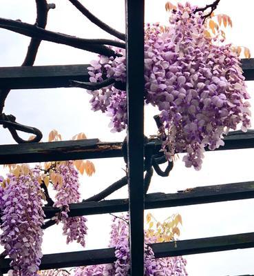 紫藤萝花语-暗示美好爱情的花朵（爱情的象征，紫藤萝与心灵的契合）