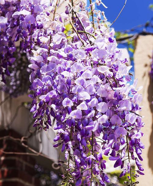 紫藤树的寓意与象征意义（梦幻紫藤，花开满园，美好未来）