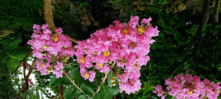 紫薇花花语的美丽诠释（探寻紫薇花的寓意与传承）