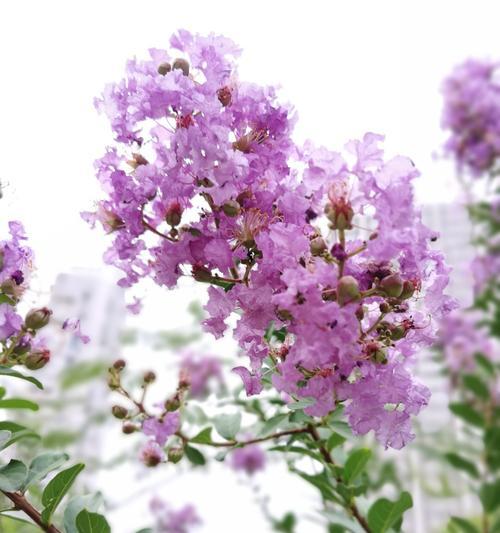 紫薇花花语的美丽诠释（探寻紫薇花的寓意与传承）