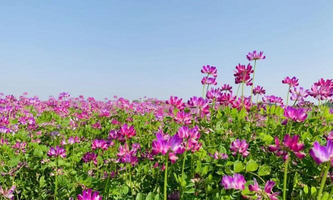 紫云英的花语——美丽与神秘的结合（一朵花的故事，它的花语是什么？）