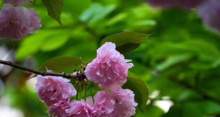 花语之美（传递清雅与坚韧的梅花花语）