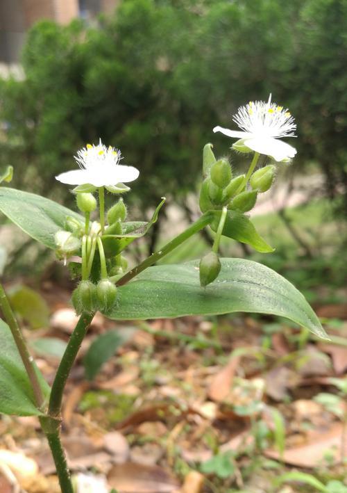 白花紫露草花语（白花紫露草花语的含义与象征）