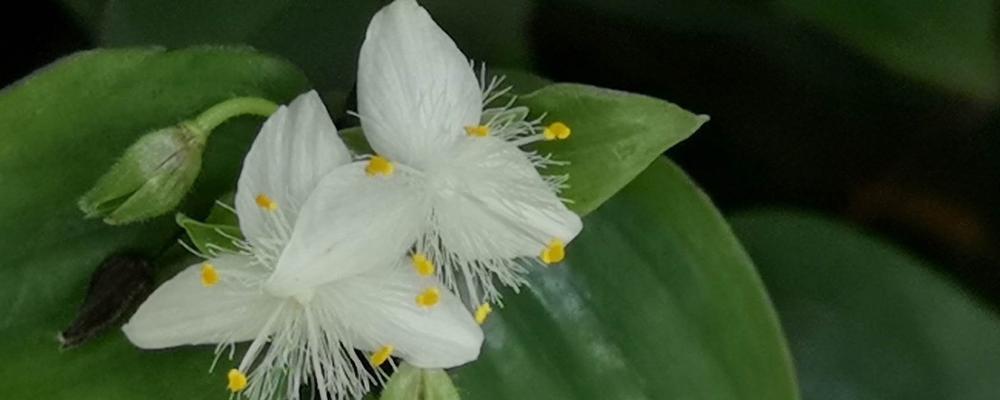 白花紫露草花语（白花紫露草花语的含义与象征）