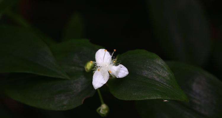 白花紫露草花语（白花紫露草花语的含义与象征）