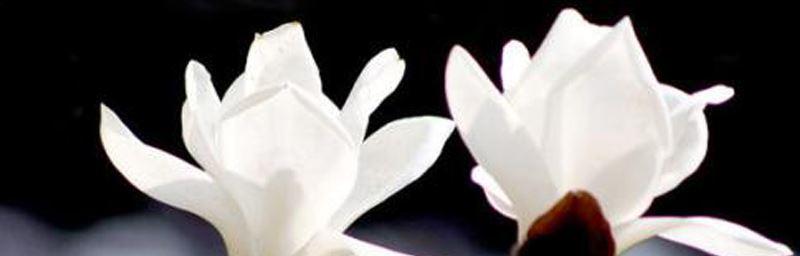 白兰花的花语及其象征意义（揭示白兰花所传达的情感与寓意）