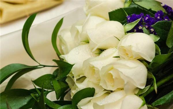 白玫瑰的花语与含义（探寻白玫瑰所传达的情感与意义）