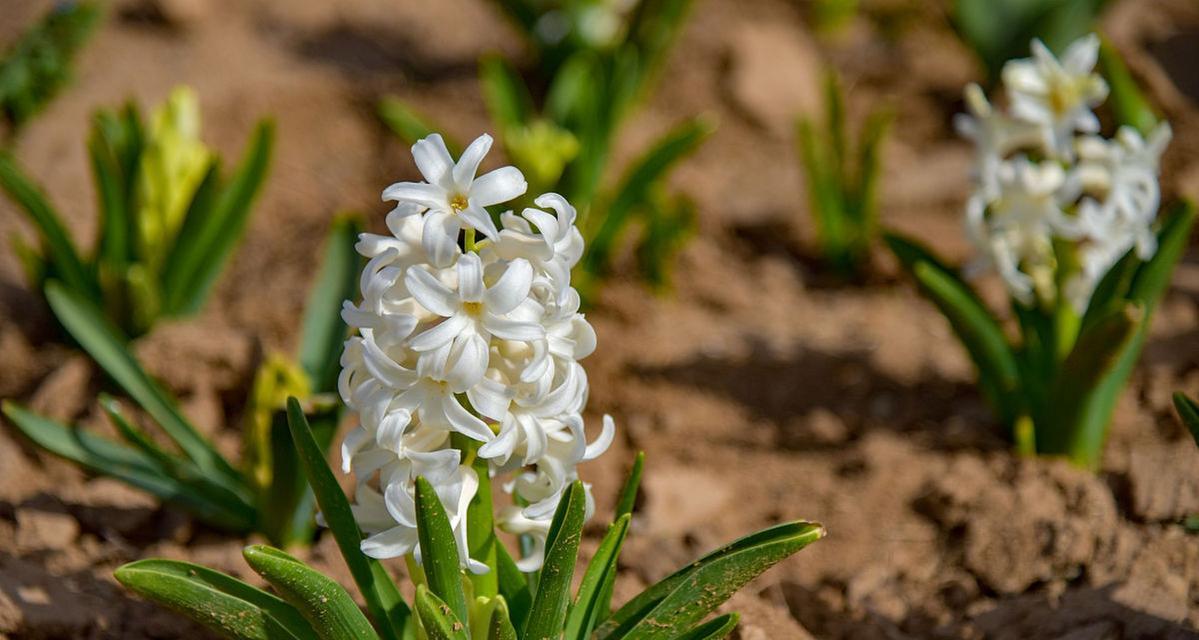 白色风信子的花语——纯洁与希望（用花语诠释美好生活的关键）