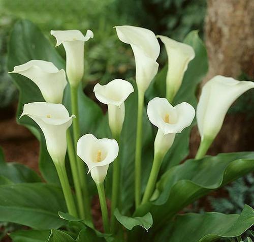 白色马蹄莲的花语-寄托美好的祝福（白色马蹄莲的花语解读及象征意义）