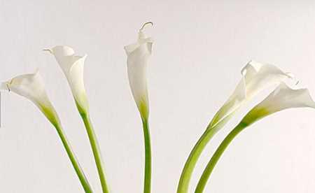 白色马蹄莲的花语-寄托美好的祝福（白色马蹄莲的花语解读及象征意义）