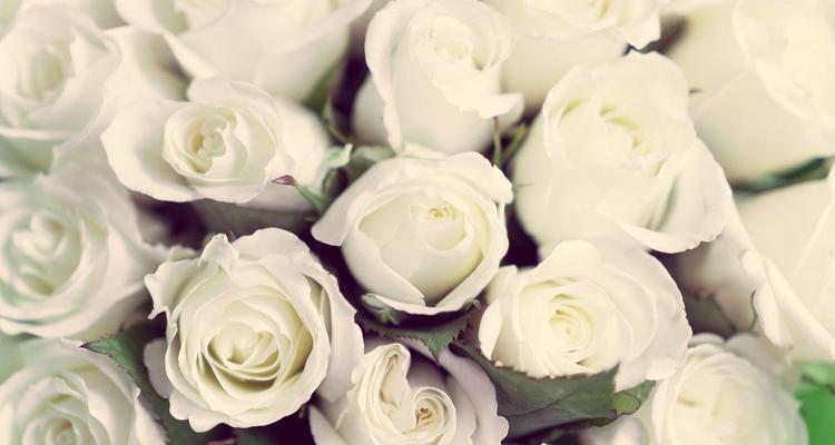 白色玫瑰花语（纯洁之爱的象征）