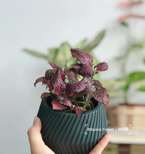 白网纹草的花语——寄托祝福与美好（白网纹草的花语及其象征意义）