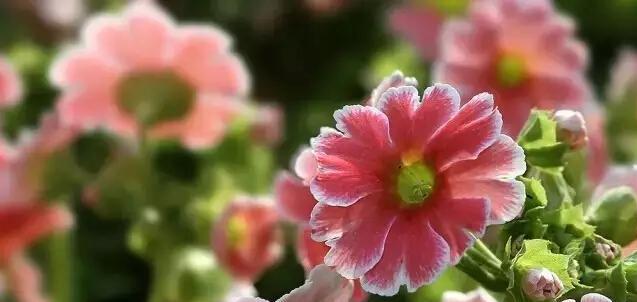 《报春花的花语与传说》（春天的象征，寓意吉祥幸福）