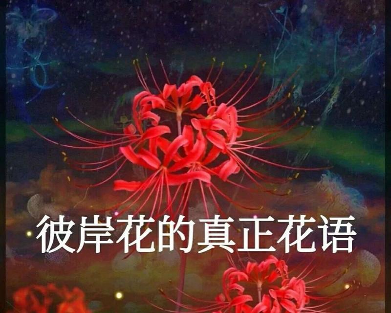 彼岸花的花语及寓意（一朵盛开在生死边缘的花朵，花语传递着勇气和坚持）