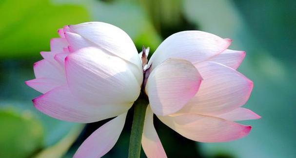 并蒂莲花（并蒂莲的花语及寓意）