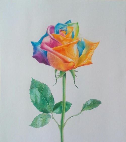 彩虹玫瑰的花语及其寓意（探究彩虹玫瑰的七种颜色及其代表的含义）