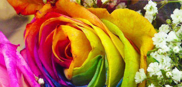 彩虹玫瑰的花语及其寓意（探究彩虹玫瑰的七种颜色及其代表的含义）