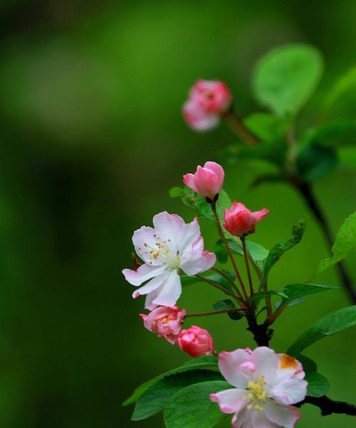 垂丝海棠花语——展示优雅与坚韧的象征（垂丝海棠，花开笑春风，寄语生活美好）