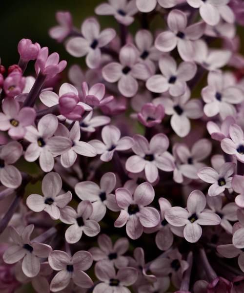 丁香花的花语与意义（探寻丁香花背后的秘密，揭示花语的真相）