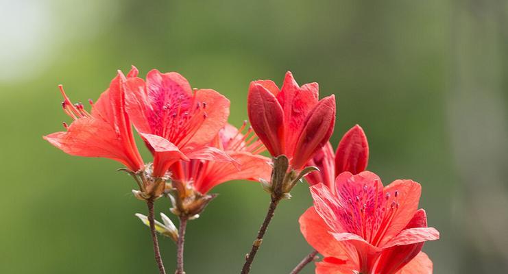 杜鹃花的花语和寓意（探寻杜鹃花的传达情感和象征意义）