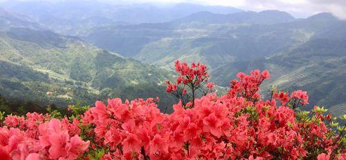 杜鹃花的象征意义及文化内涵（探究杜鹃花的象征意义，传承文化内涵）