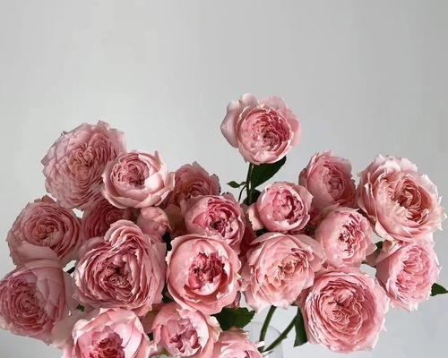 多头玫瑰的花语与寓意（绽放无限美丽的多头玫瑰，传递爱与祝福）