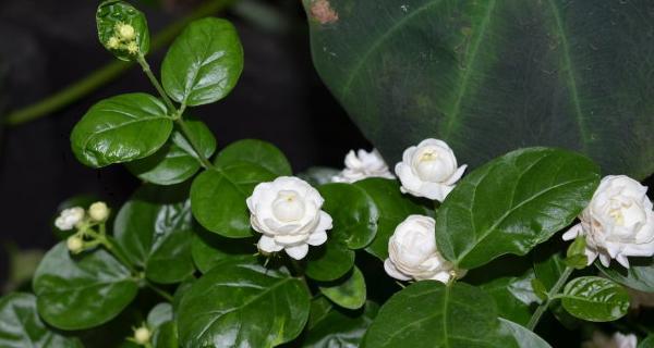 非洲茉莉的花语与寓意——传递温暖与希望的花朵（探索非洲茉莉的花语，了解其象征的寓意）