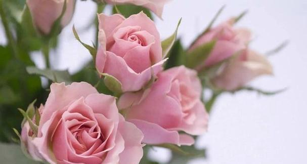 探秘粉红色玫瑰的花语之美（绽放爱与柔美的粉红色玫瑰）