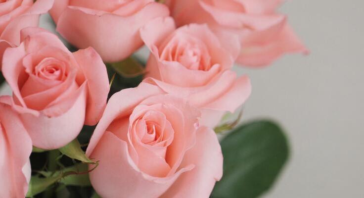 探秘粉红色玫瑰的花语之美（绽放爱与柔美的粉红色玫瑰）