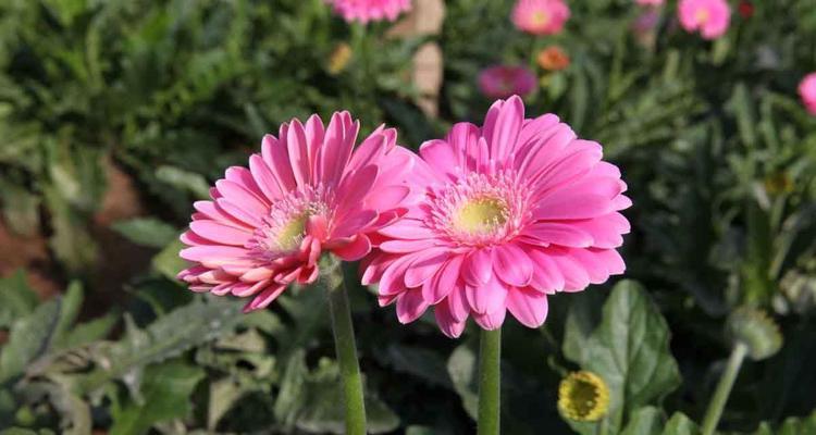 粉色扶郎花的花语和寓意（探秘扶郎花的深意，感受粉色花海的温柔）