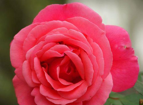 粉色月季花（探索粉色月季花的含义与意义）