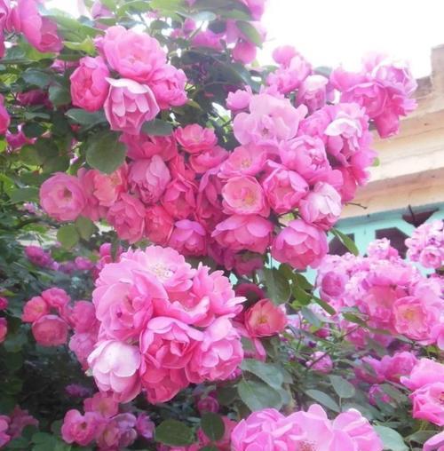 粉色月季花（探索粉色月季花的含义与意义）