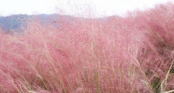 粉黛乱子草之花语（带来温暖和勇气的花朵）