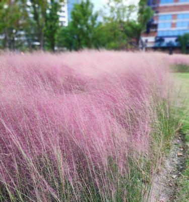 粉黛乱子草之花语（带来温暖和勇气的花朵）