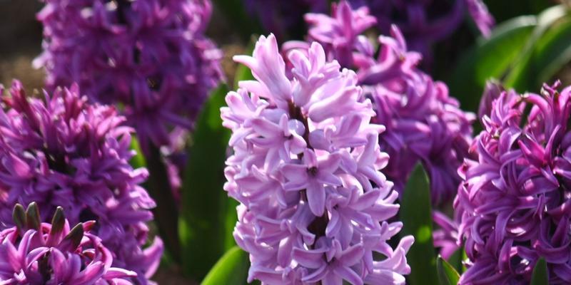 风信子花语之花开富贵（探寻风信子的花语与祝福）