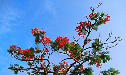 凤凰花的花语——爱与重生的象征（凤凰花的美丽与寓意，传递着爱和重生的力量）