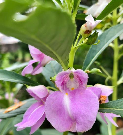 凤仙花之美（探秘凤仙花的神秘花语，传达温暖与希望）