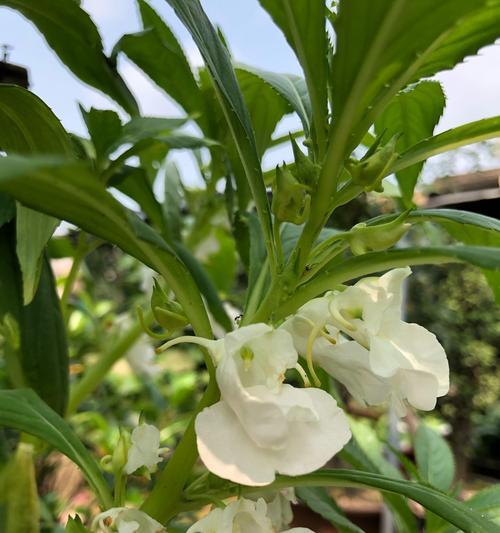 凤仙花之美（探秘凤仙花的神秘花语，传达温暖与希望）