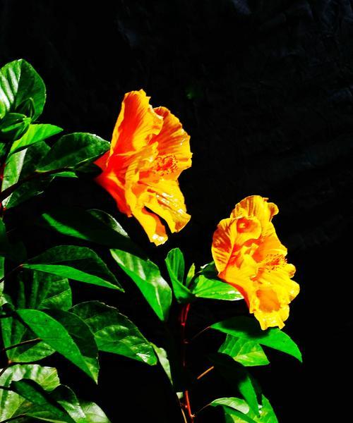 扶桑花的花语与美丽传说（揭秘扶桑花的象征意义与浪漫传说）