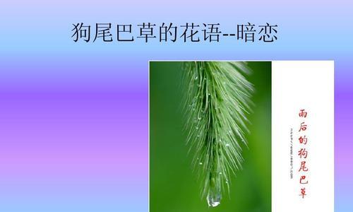 狗尾草的花语与美好寓意（探寻狗尾草的花语，并解读其中蕴含的意义）