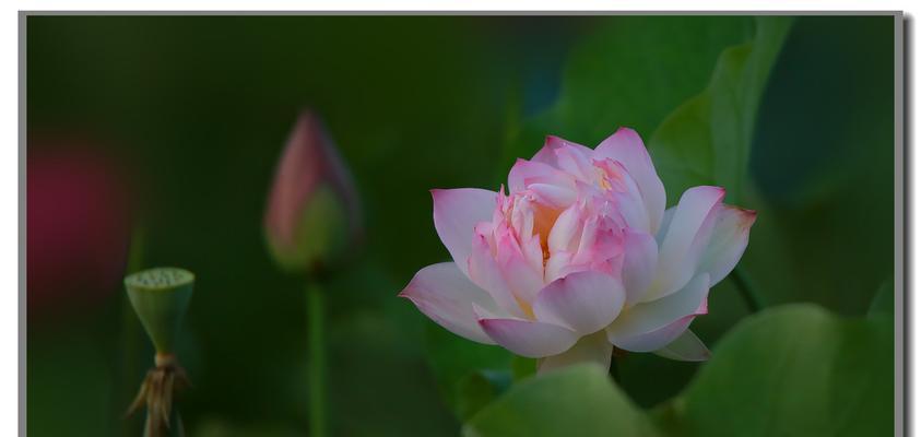 荷花的花语及其象征意义（揭开荷花花语的神秘面纱，了解花朵背后的深意）