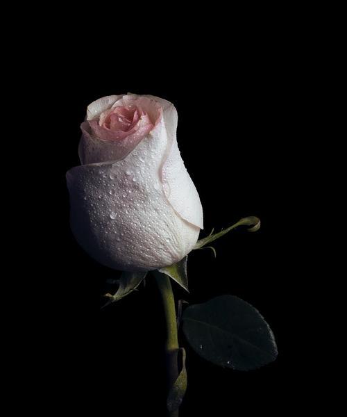 黑色玫瑰的花语（探索黑色玫瑰的独特魅力与寓意）