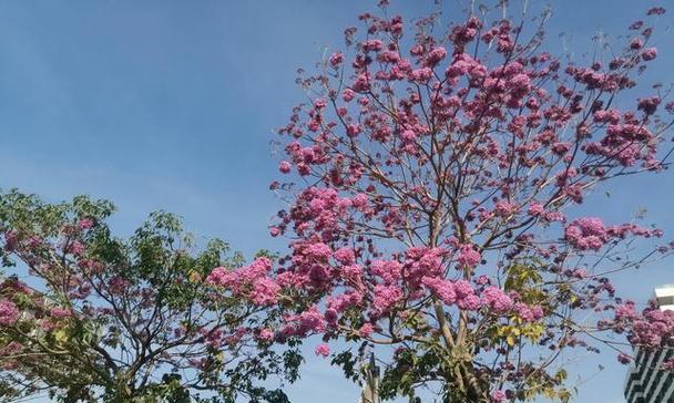 红花风铃木的花语之美（揭秘红花风铃木背后的情感寓意）