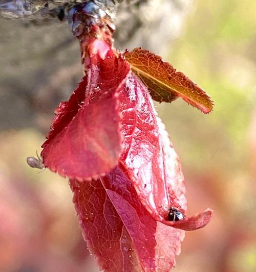 红叶李的花语（红叶李花的意义、象征和传说）