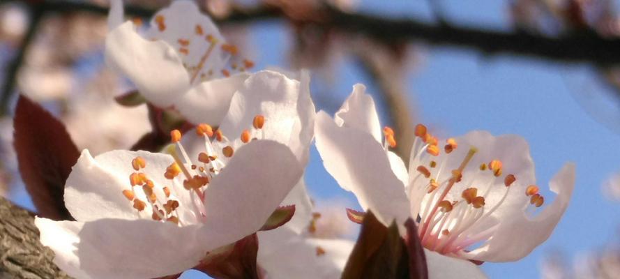 红叶李的花语（红叶李花的意义、象征和传说）
