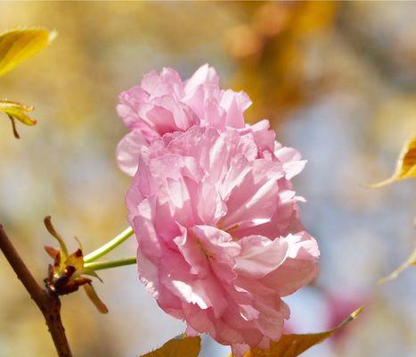 红叶樱花的花语（寓意美丽与坚韧的红叶樱花）