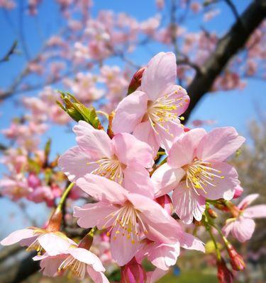 红叶樱花的花语（寓意美丽与坚韧的红叶樱花）