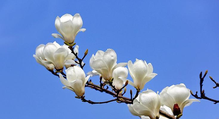 红玉兰花语（红玉兰的花语及其象征意义）