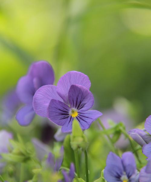 蝴蝶花的花语——揭秘花开背后的浪漫密码（唯美花语之谜蝴蝶花透露的情感信号）