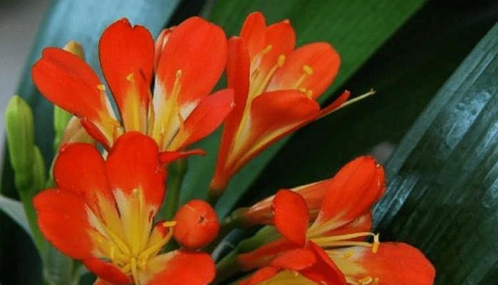 花环菊的花语-寓意多样的花朵（传递爱意和祝福的鲜花）